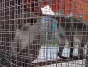 Denizli’de Üç Örümcek Maymunu Koruma Altında