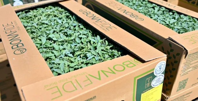 Manisa Gördes’te Üreticinin Yüzü Güldü… Fideler Bereketli Toprakla Buluşuyor