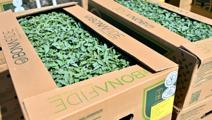 Manisa Gördes’te Üreticinin Yüzü Güldü… Fideler Bereketli Toprakla Buluşuyor