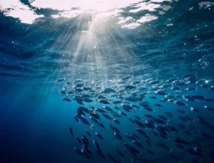 Türkiye O Komisyonda Gözlemci Ülke Oldu