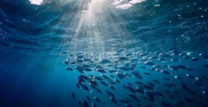 Türkiye O Komisyonda Gözlemci Ülke Oldu