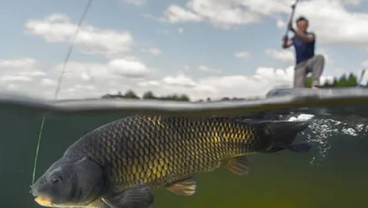 İç Sularda Sazangiller Için Av Yasağı Başladı