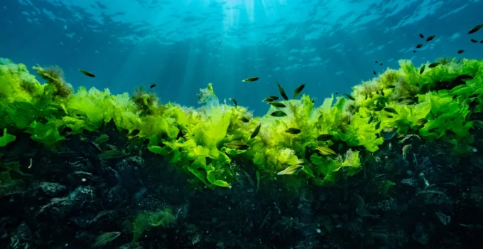 Prof. Dr. Sarı: Suya Şaşı Bakmayalım