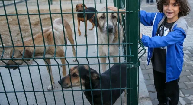 Sokak Hayvanları Için Örnek Işbirliği