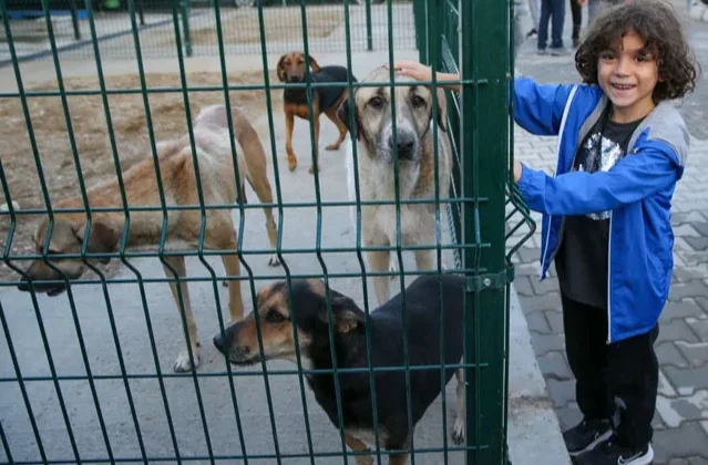 Sokak Hayvanları Için Örnek Işbirliği