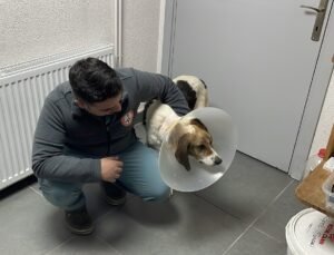 Sokak köpeğinin mucize kurtuluşu; beynine kadar yayılan tümör yenilikçi tedaviyle temizlendi