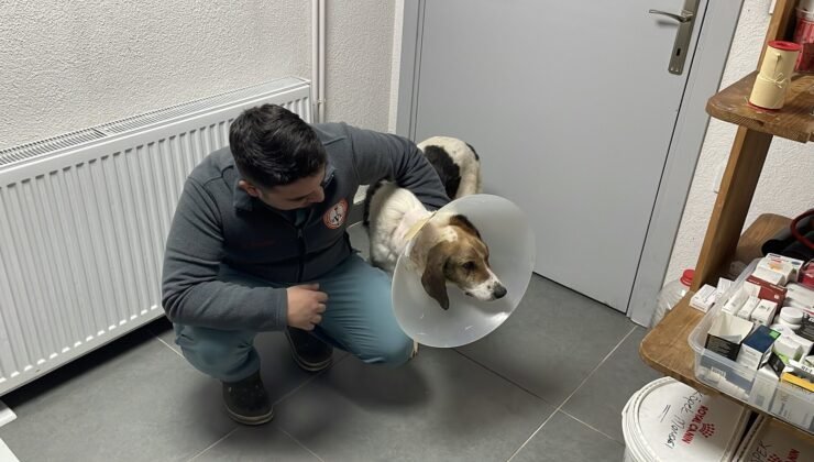 Sokak köpeğinin mucize kurtuluşu; beynine kadar yayılan tümör yenilikçi tedaviyle temizlendi