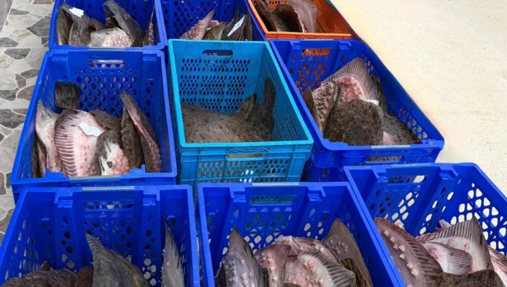 Yasadışı Kalkan Avcılığına Müdahale! 169 Balık Darülaceze'Ye Teslim Edildi