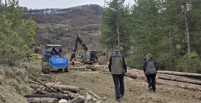 Zonguldak Orman Bölge Müdürlüğü’nden “Güvenlik Kuşağı” operasyonu
