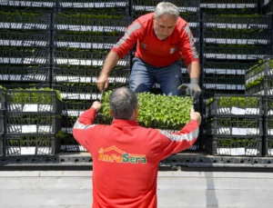 Ankara Büyükşehir’den Çiftçilere 624 Bin Fide Desteği