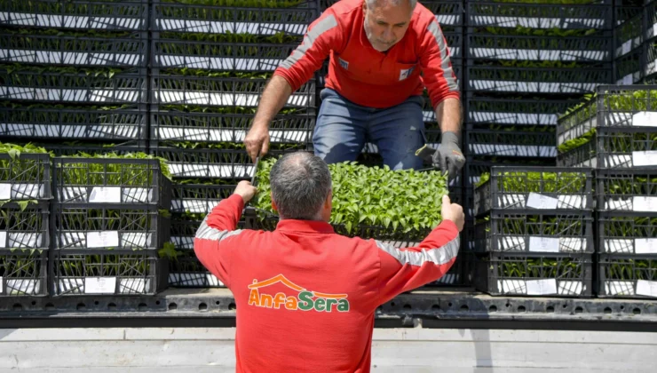 Ankara Büyükşehir’den Çiftçilere 624 Bin Fide Desteği