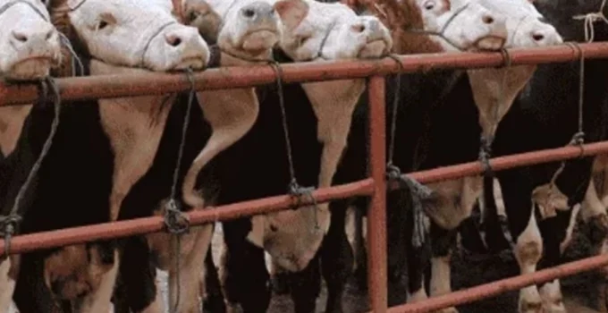 Balıkesir Gönen'De Hayvan Pazarlarına 'Şap' Tedbiri