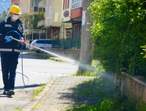 Bu Ili Kokarcalar Istila Etti