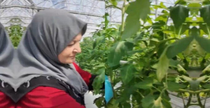 Çaycuma Sera Organize Tarım Bölgesi üretime başladı