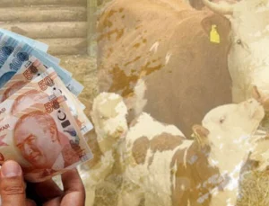 Çiftçiye 350,9 Milyon Tl Destek Ödemesi Hesaplarda