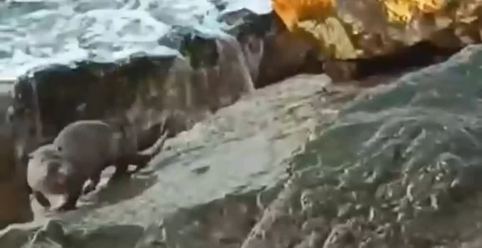 Düzce Akçakoca’da Su Samuru Görüntülendi