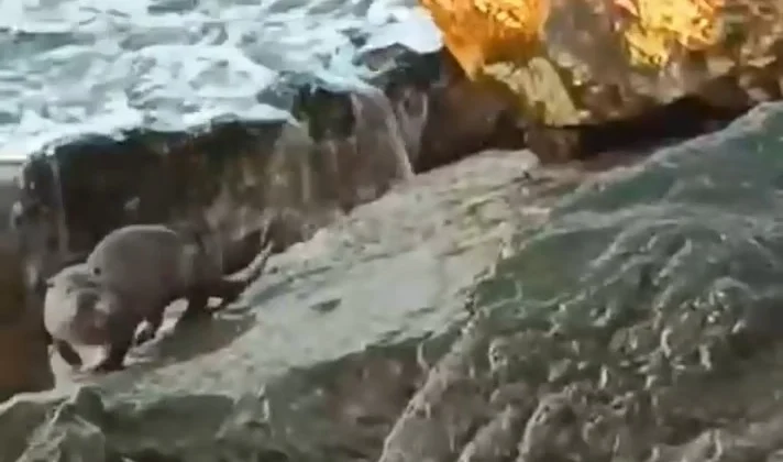 Düzce Akçakoca’da Su Samuru Görüntülendi