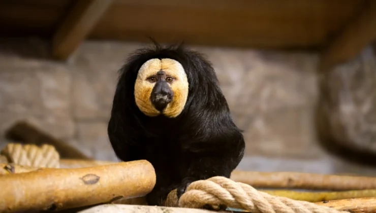 Eskişehir Hayvanat Bahçesi’ne 30 Yeni Tür Kazandırıldı