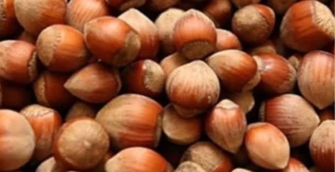 Fındık Üreticisi Zor Durumda!