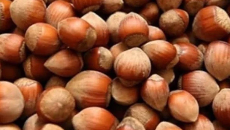 Fındık Üreticisi Zor Durumda!