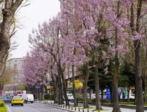 İstanbul Beylikdüzü'Nde Bakım Ve Yaz Hazırlığı Bir Arada