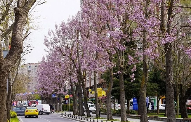 İstanbul Beylikdüzü'Nde Bakım Ve Yaz Hazırlığı Bir Arada