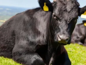 “Kırsalda Bereket”Te 9. Etap… Gebe Düve Dağıtımları Başlıyor