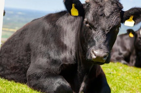 “Kırsalda Bereket”Te 9. Etap… Gebe Düve Dağıtımları Başlıyor
