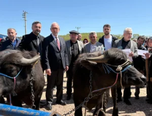 Kocaeli’de Damızlık Mandalar Üreticilere Teslim Edildi
