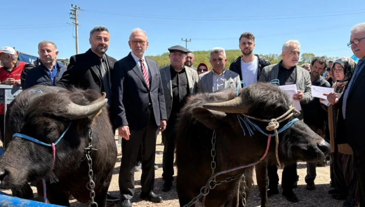 Kocaeli’de Damızlık Mandalar Üreticilere Teslim Edildi