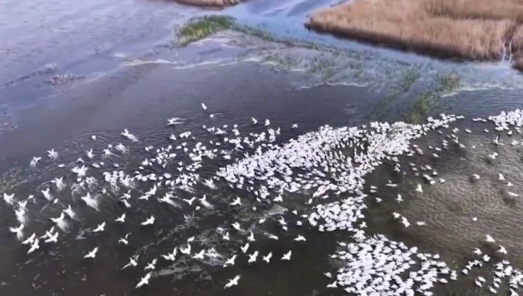Kuşcenneti'Nde Görsel Şölen… Yüzlerce Tepeli Pelikan Aynı Anda Suya Indi