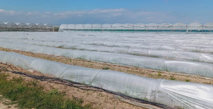 Mersin'De 'Marul Tarlada Kaldı' Iddiasına Yalanlama