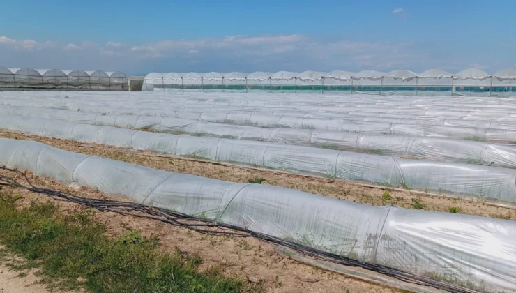 Mersin'De 'Marul Tarlada Kaldı' Iddiasına Yalanlama