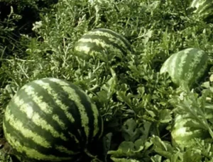 Tarım Üfe’de Yıllık Artış Yüzde 36,09’A Ulaştı