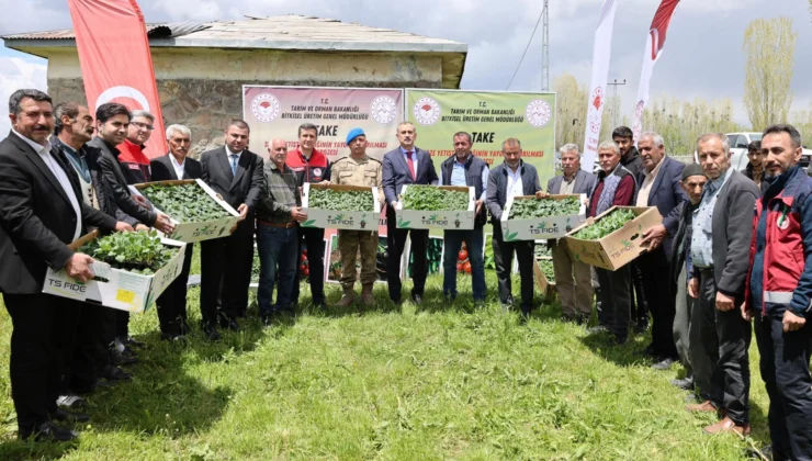 Ağrı Valiliği’nden Aşkale'Ye 100 Bin Fide Desteği