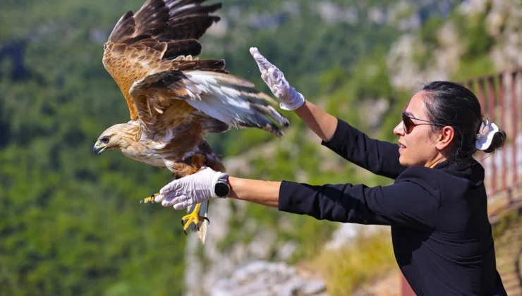 Antalya’da Tedavi Edilen Kızıl Şahin Yeniden Doğaya Kavuştu
