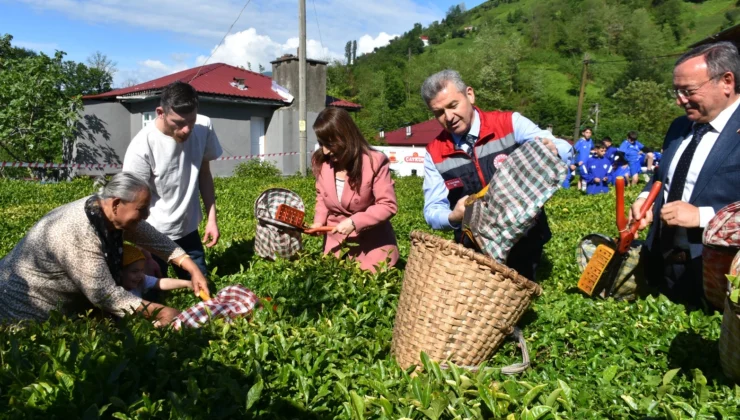 Artvin'De Geleneksel Çay Hasadı Başladı