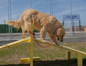 Eskişehir'De Sahiplendiren Dijital Yuva
