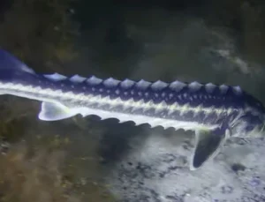 Karadeniz’in Kadim Türü 'Mersin Balığı'Na Koruma Hamlesi