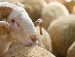 Kurban Alırken Nelere Dikkat Edilmeli?