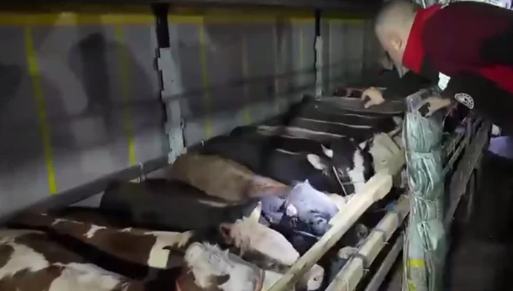 Kurban Bayramı Öncesi Canlı Hayvan Kontrolüne Sıkı Denetim