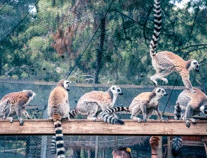 Lemur Ailesinin Yeni Üyesi Sevimli “Zabumafu” Oldu