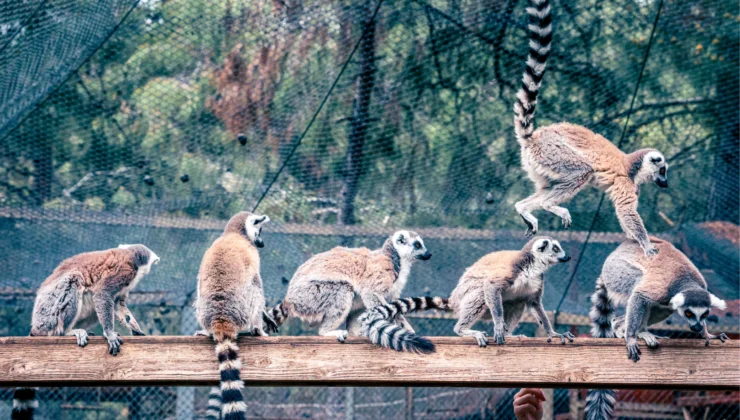 Lemur Ailesinin Yeni Üyesi Sevimli “Zabumafu” Oldu