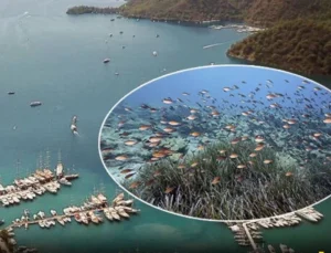 Mapa Şamandıra Sistemi Ile Denizler Ve Koylar Koruma Altında