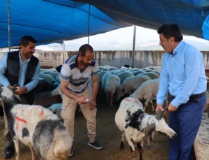 Modern Hayvan Pazarı’nda Kurbanlık Satışları Devam Ediyor