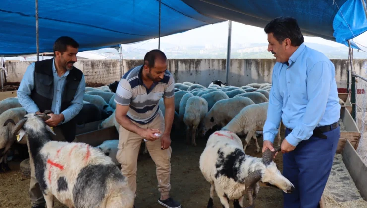 Modern Hayvan Pazarı’nda Kurbanlık Satışları Devam Ediyor
