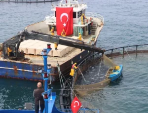 Türk Somonu Ihracatta Rekor Yolunda… Üretim 75 Bin Tona Ulaştı