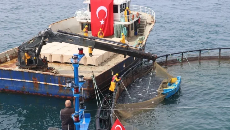 Türk Somonu Ihracatta Rekor Yolunda… Üretim 75 Bin Tona Ulaştı