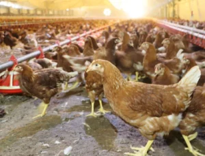 Kümes Hayvancılığında Artış! Yaklaşık 2 Milyar Adet Yumurta Üretildi
