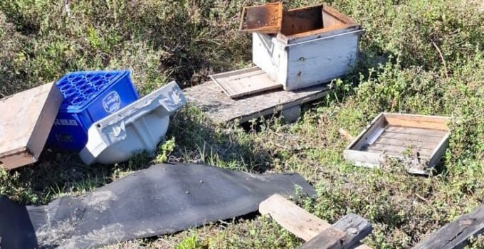 Zonguldak’ta Ayı Dehşeti: “Kovanları Çilingir Sofrasına Çevirdiler”